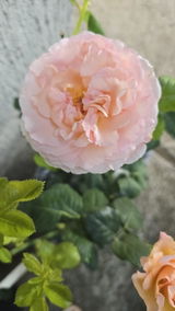 Pepene G. review photo