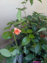 Anca P. review photo
