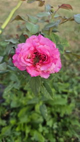 Pepene G. review photo