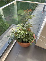 Ioana N. review photo
