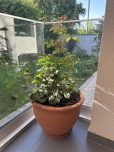 Ioana N. review photo