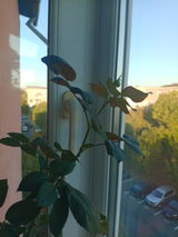 Rodica B. review photo