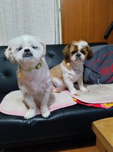 ジュラ＆姫 review photo