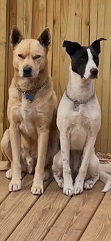 Bowie on the left Roo on the right. review photo