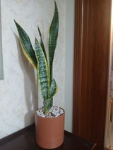 Saba S. review photo