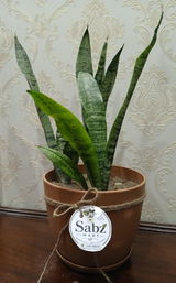 Saba S. review photo