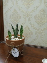 Saba S. review photo