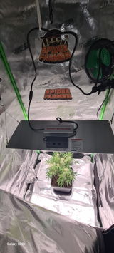 Luca weed Grower review photo