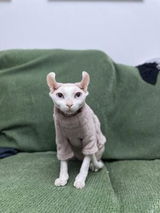 leo review photo
