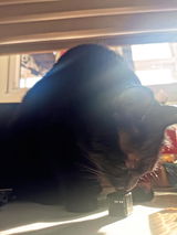Fatcat review photo