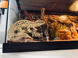 Lindsey G. review photo