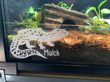 Eel review photo