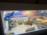 Sheree H. review photo