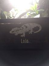 Lunar C. review photo