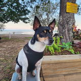 Insect Protein Dog Food: Novel Protein Diet