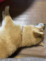 匿名 review photo