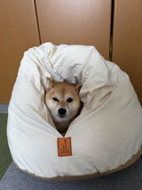 真弓 田邊 review photo