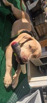 Marco Verdi review photo