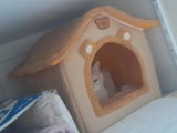 Luca review photo