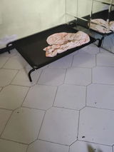 Francesco Ricci review photo