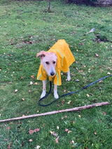 Alessia review photo
