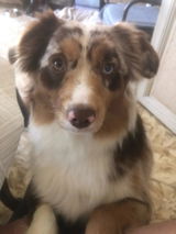 Bruno review photo