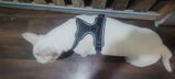 luca_87 review photo