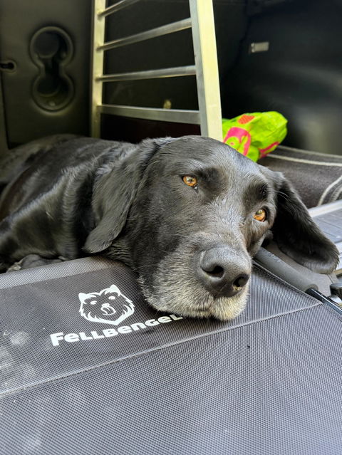 Hundetreppe Auto