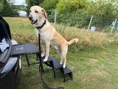 Hundetreppe Auto