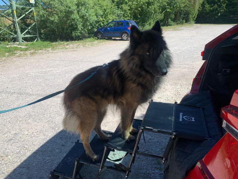 Hundetreppe Auto