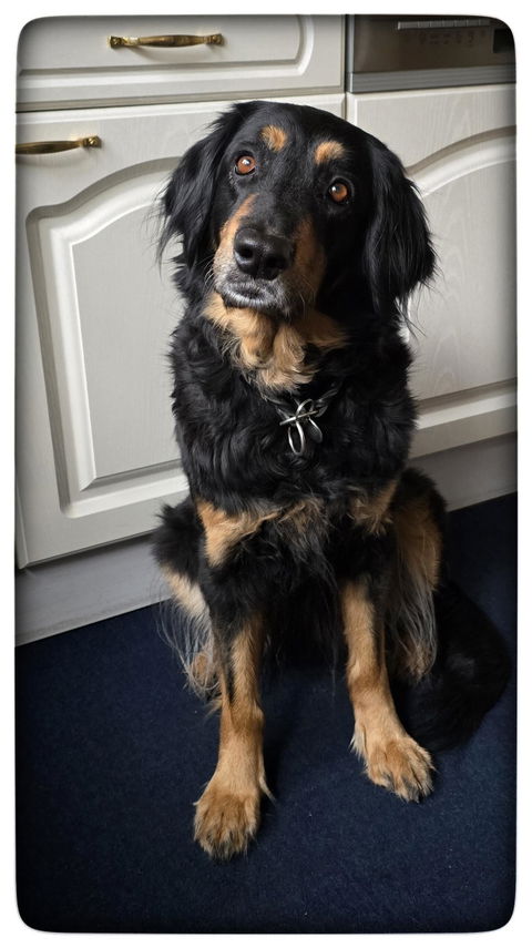 Hundetreppe Rückbank