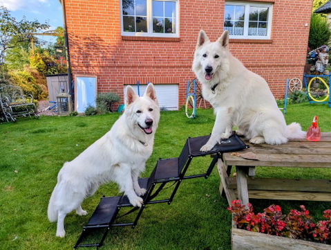 Hundetreppe Auto