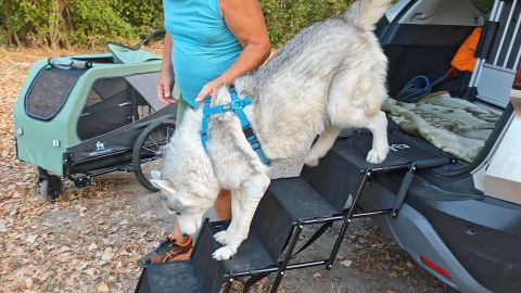 Hundetreppe Auto
