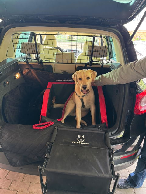 Hundetreppe Auto