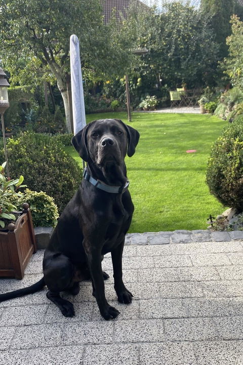 Hundetreppe Auto