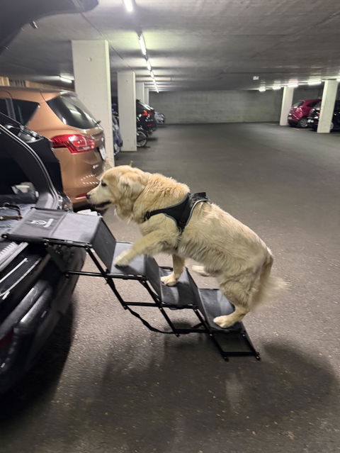 Hundetreppe Auto