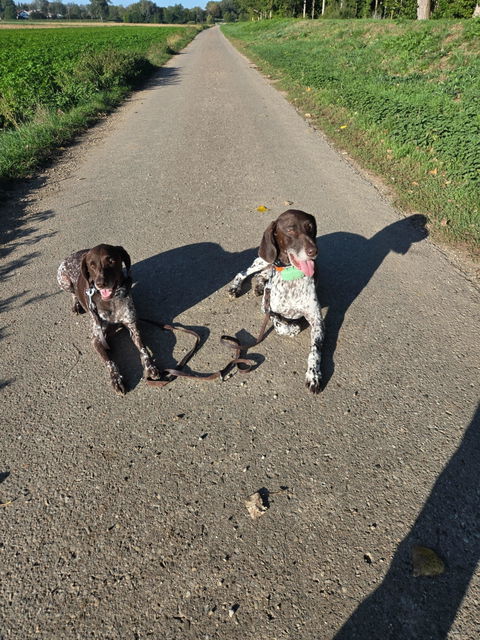 Gelenkpulver Hund