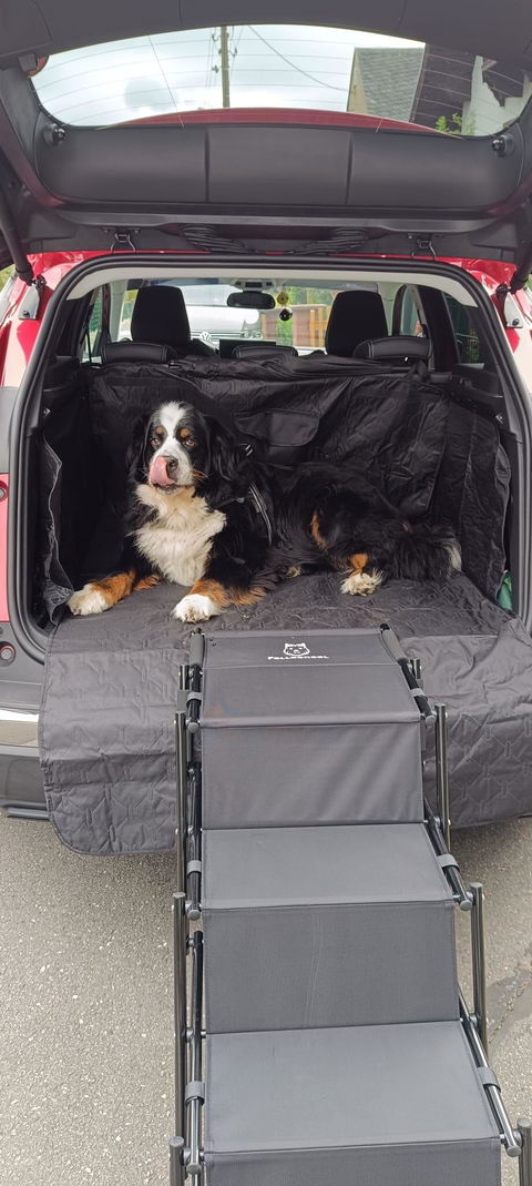 Hundetreppe Auto