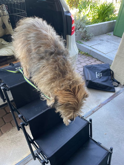 Hundetreppe Auto