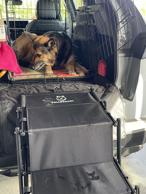 Hundetreppe Auto
