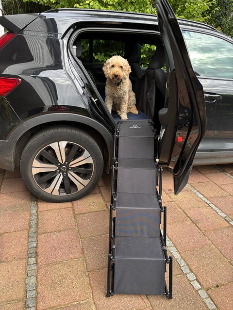 Hundetreppe Rückbank