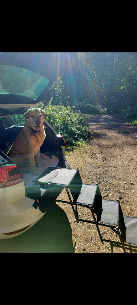 Hundetreppe Auto