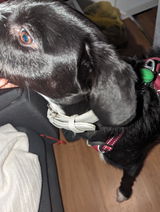 Alice und Felix Schottstädt review photo