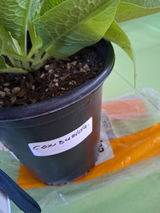 Etelvina Mendoza review photo