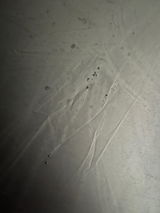 Shawn review photo