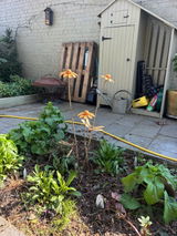 Debra Drinan review photo