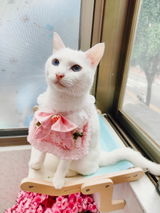 ゆゆう review photo