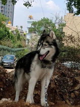 Sridhar A review photo