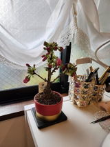 けっけ review photo
