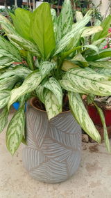 Jyotsana (Bindaas Planting) review photo